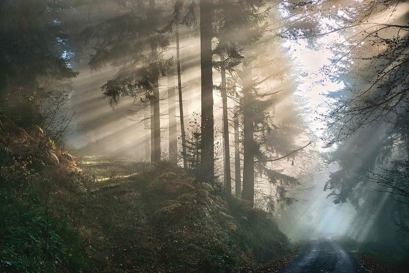 Mystical Forest Retreat