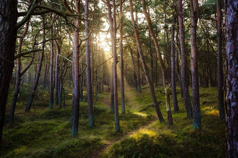 Forest Buffet