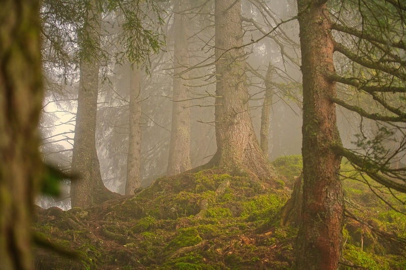 Forest Wedding Image