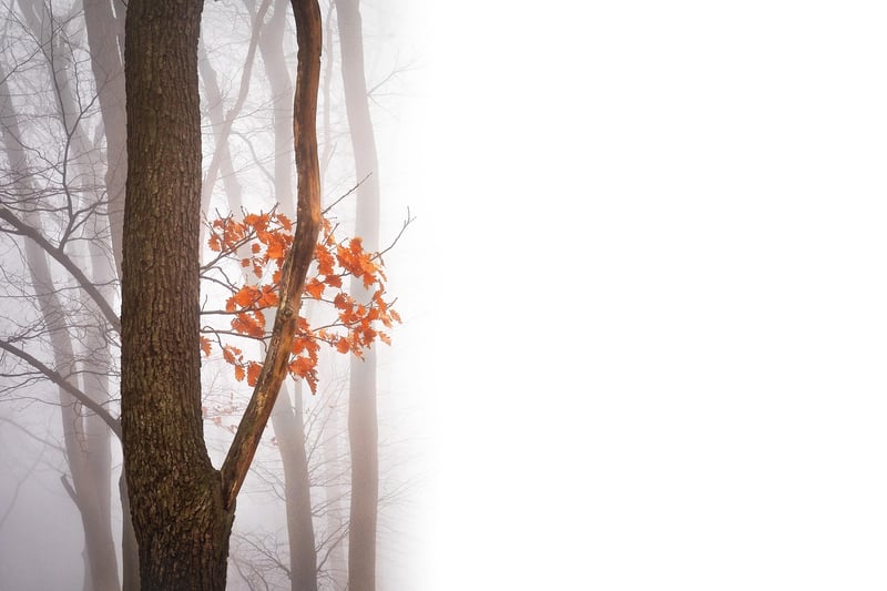 Enchanted Forest Theme