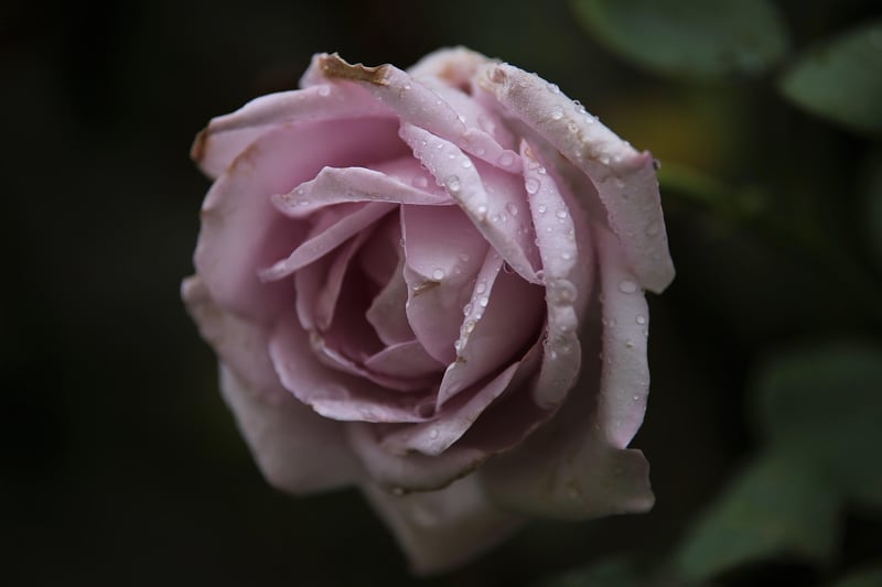Secret Garden Soiree